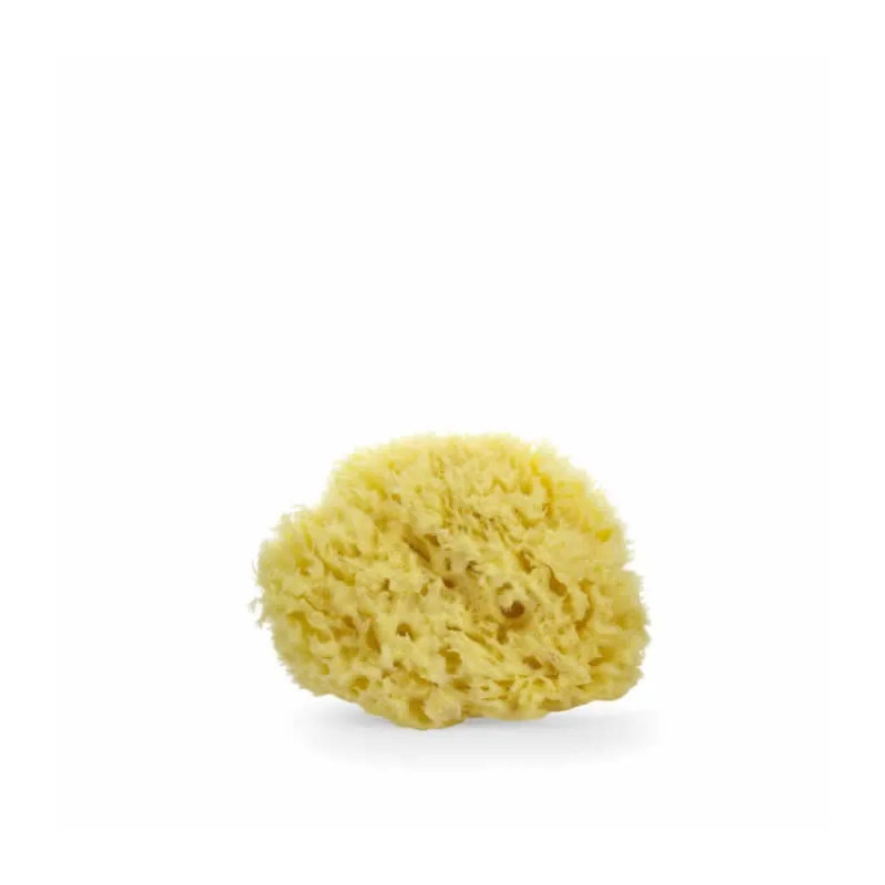 Lua & Lee Sponge 1 Unit