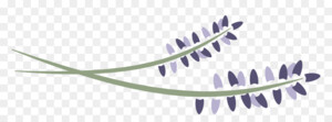 ENGLISH LAVENDER